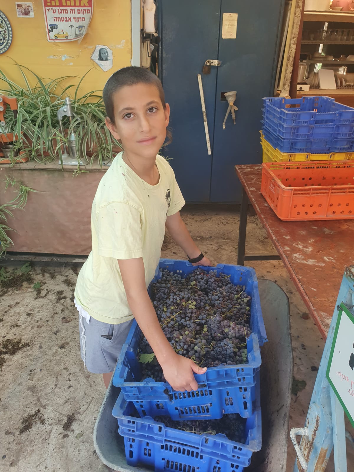 יקב טל מנשה — תמונה 5