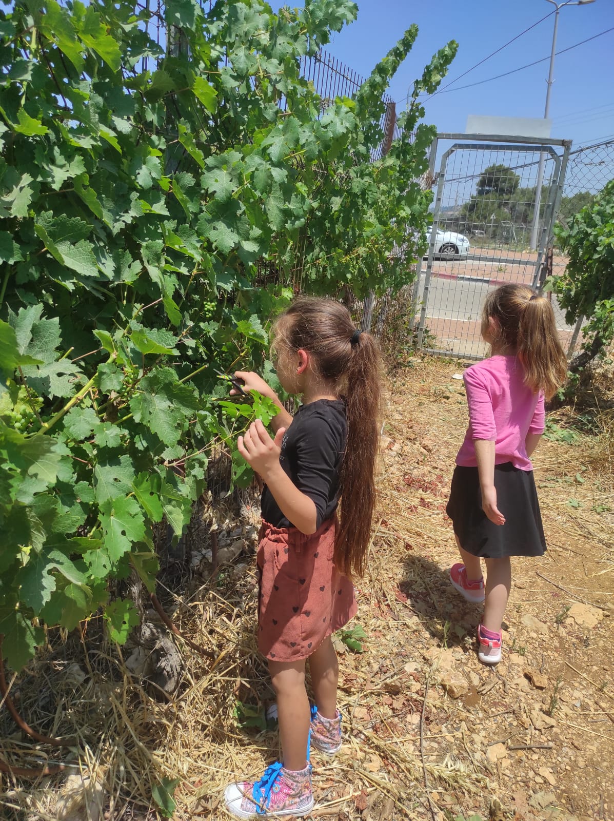 יקב טל מנשה — תמונה 9